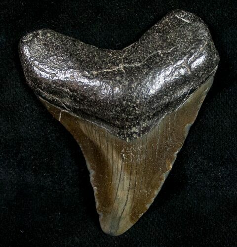 Juvenile Megalodon Tooth - South Carolina #10678